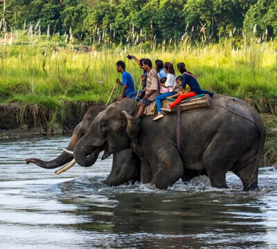 Chitwan Jungle Safari Tour | Jungle Safari Tour in Nepal