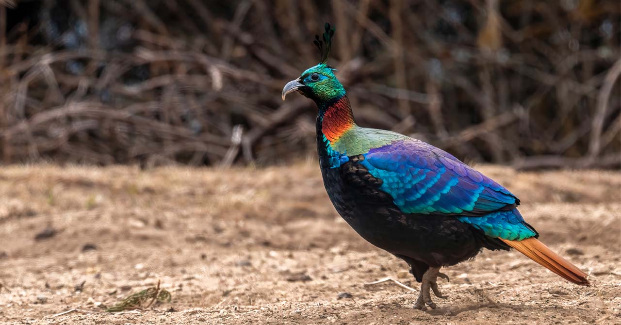 Himalayan Monal Trek | Photography Tour in Everest