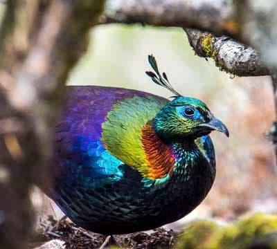 Himalayan Monal Trek | Photography Tour in Everest